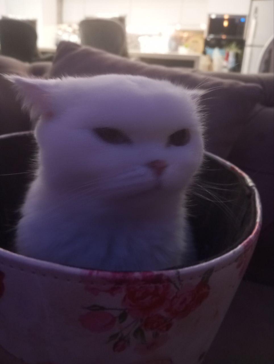 ماهان 's Profile Picture In GameUP