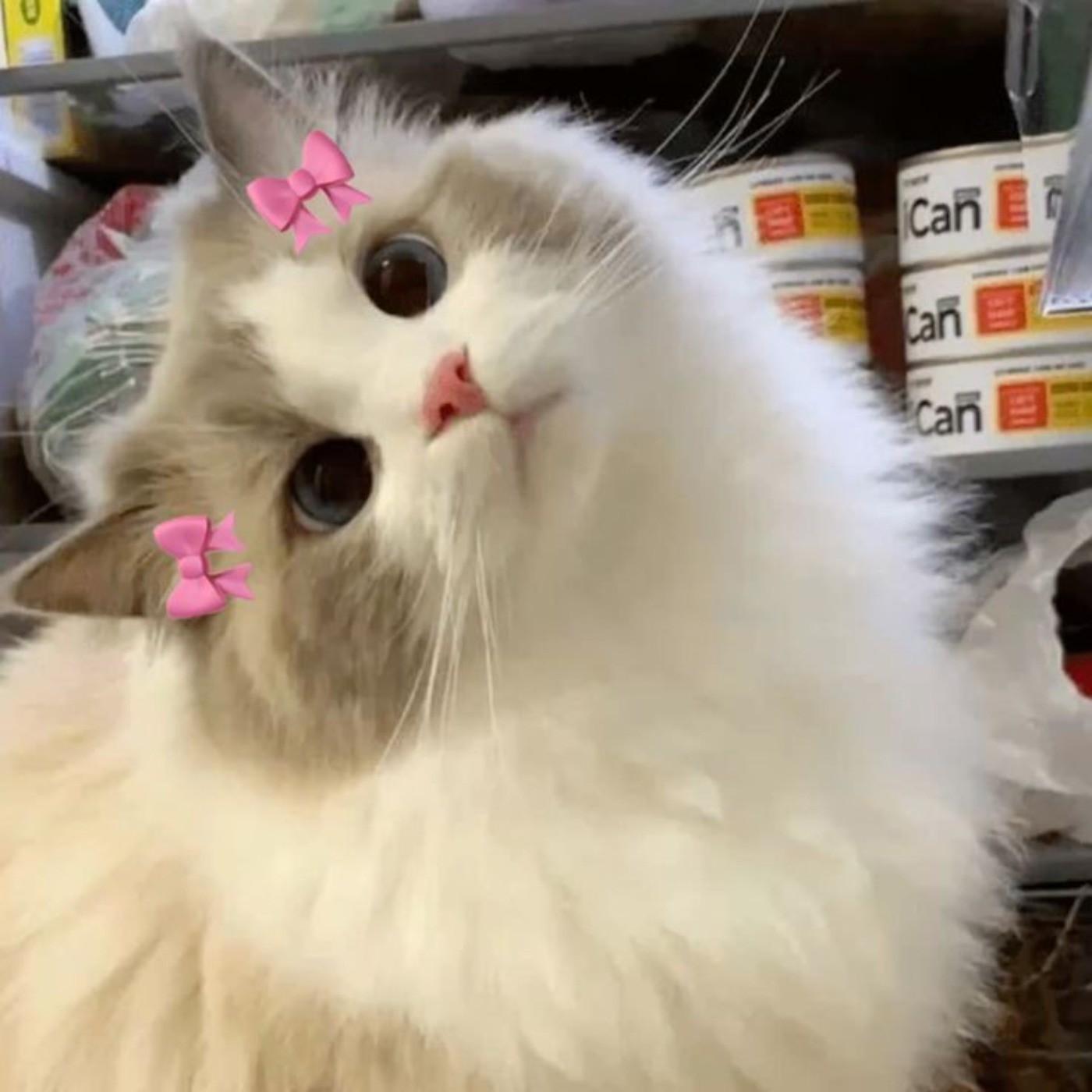 kitty433's Profile Picture In GameUP